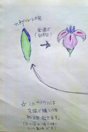 kobanashi‐こばなし‐アヤメ科植物のおはなし | 京都の花屋「花政 ...