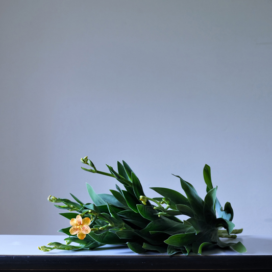 7月の切り花 21 Su 7 京都の花屋 花政 はなまさ