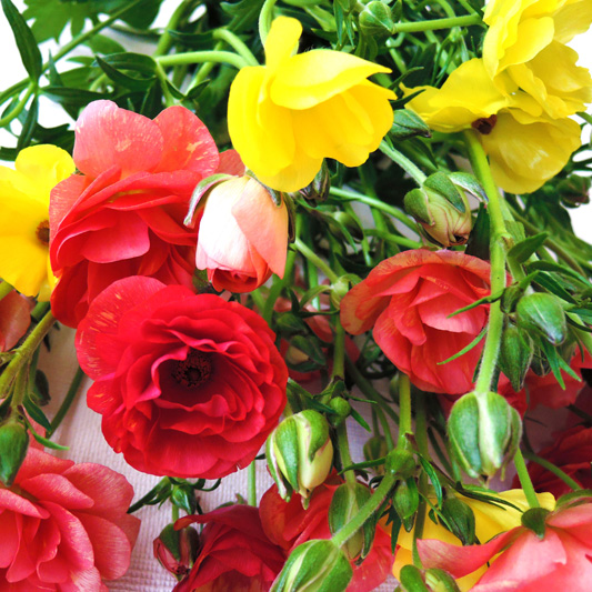 ラナンキュラスの花束 22-SP-5